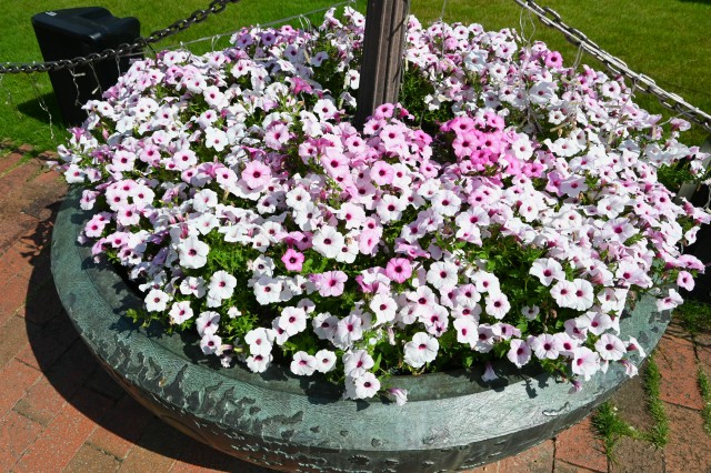 kadan_petunia_250806_01