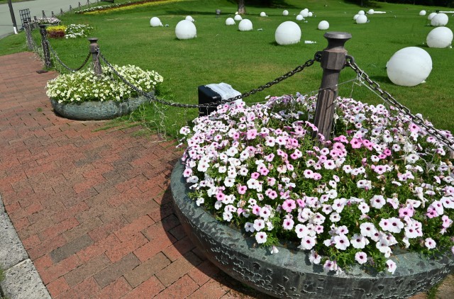 kadan_petunia_250814_01