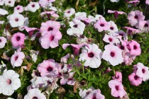 kadan_petunia_250814_02