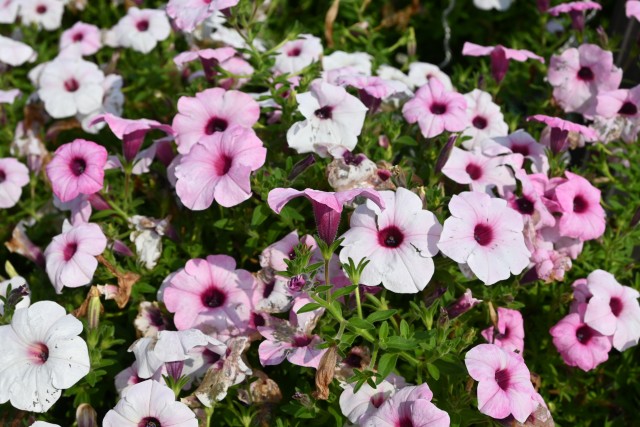 kadan_petunia_250814_02