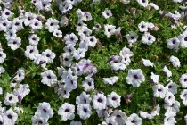 kadan_petunia_250814_03