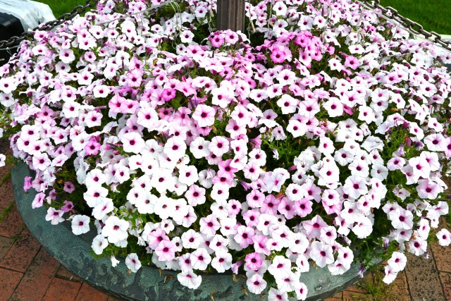 kadan_petunia_250820_01