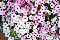kadan_petunia_250820_02