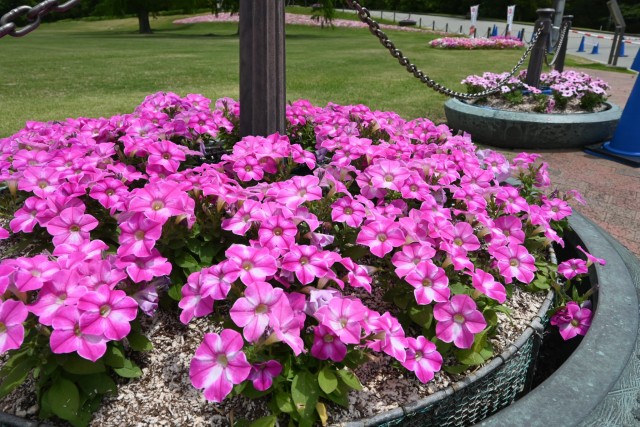 kadan_petunia_260513_01