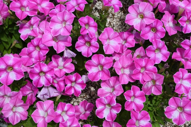 kadan_petunia_260513_02