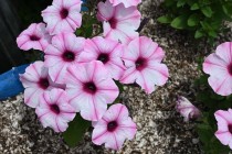 kadan_petunia_260513_03