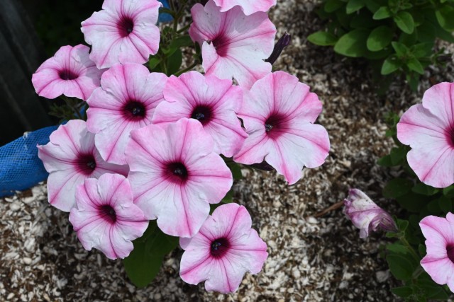 kadan_petunia_260513_03