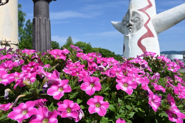 kadan_petunia_sokudo_260611_01