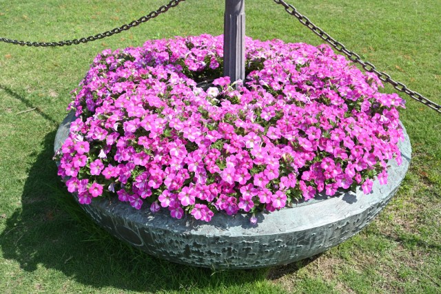 kadan_petunia_taiyonohiroba_260611_01
