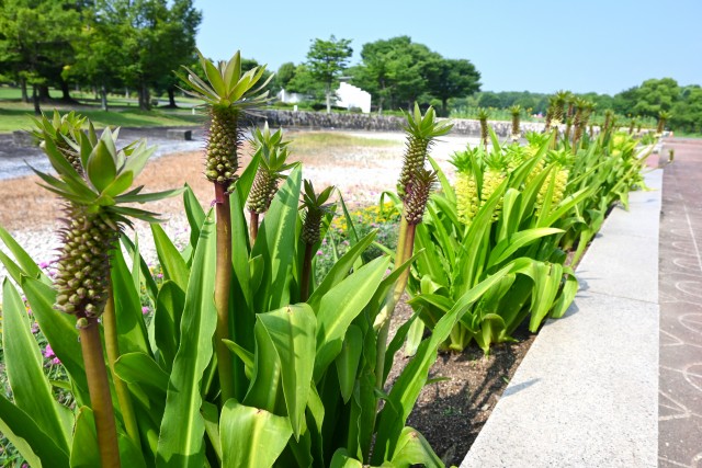 kadan_pine_250708_01