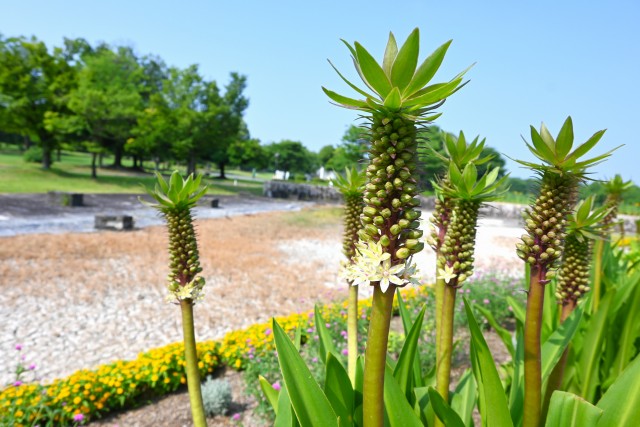 kadan_pine_250708_02