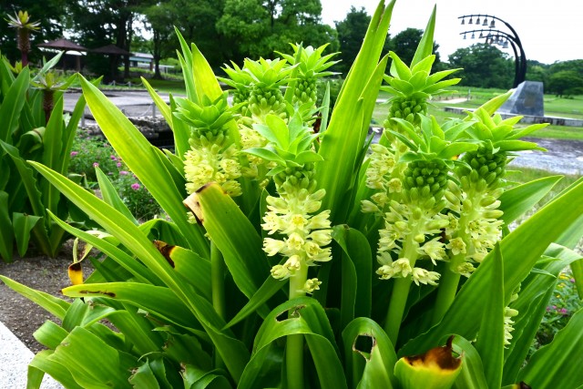 kadan_pineapple_250702_01