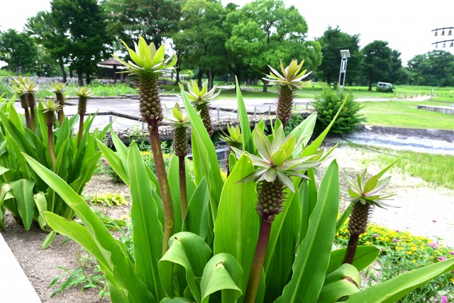 kadan_pineapple_250702_02