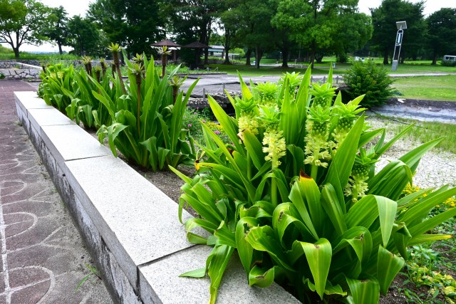 kadan_pineapple_250702_03