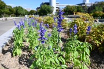 kadan_salvia_251009_02