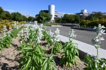 kadan_salvia_251009_03