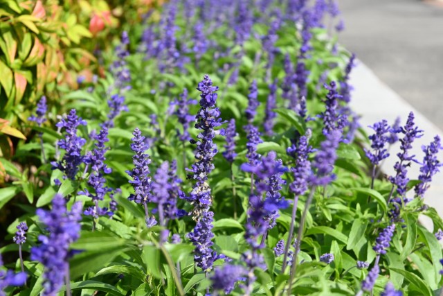 kadan_salvia_251029_01