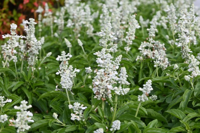 kadan_salvia_251029_02