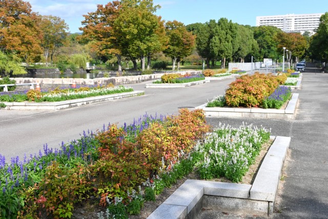 kadan_salvia_251029_03