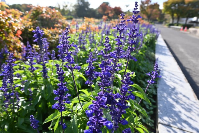 kadan_salvia_251111_01