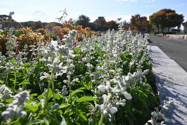 kadan_salvia_251111_02