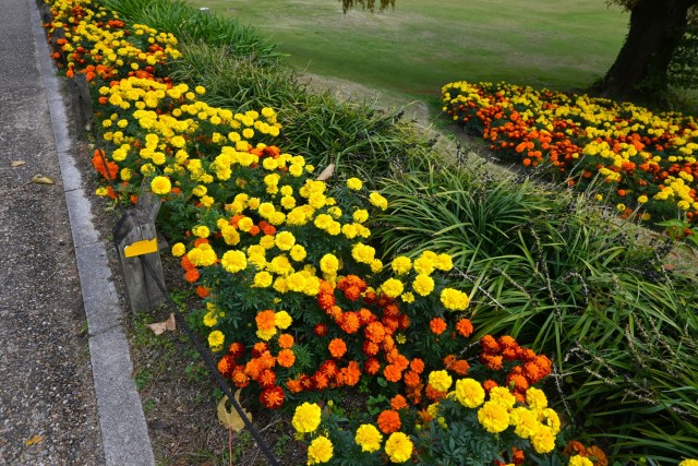 kadan_sokudo_251119_02