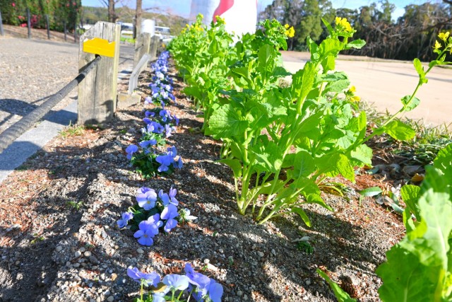 kadan_sokudo_260114_01