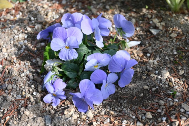 kadan_sokudo_260121_02