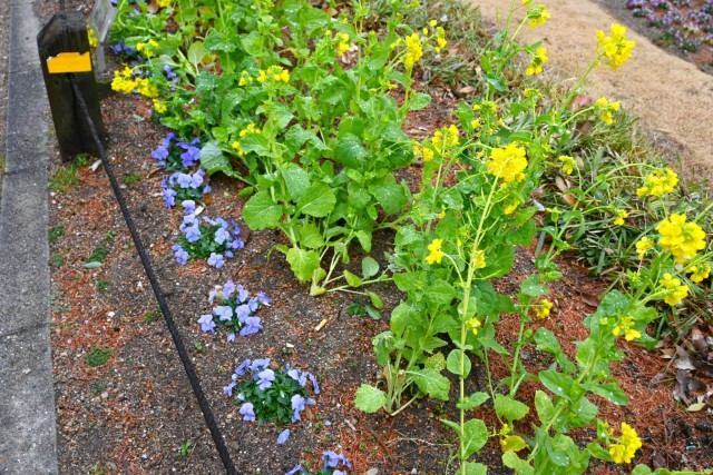 kadan_sokudokadan_260211_02