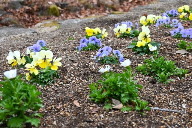 kadan_solard_260128_02