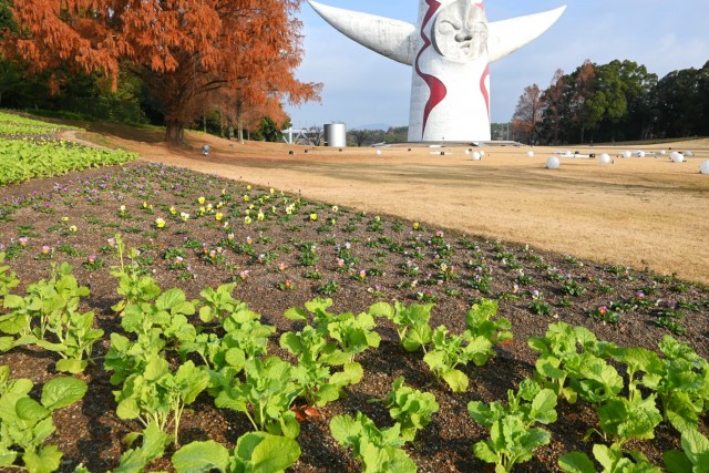 kadan_taiyo_251217_02