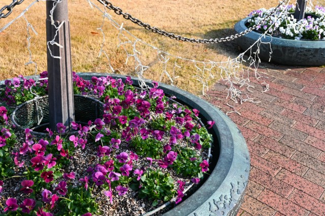 kadan_taiyo_251217_03