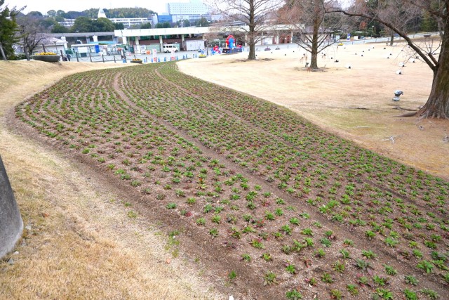 kadan_taiyonohiroba_260325_01