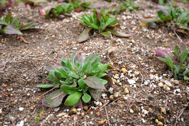 kadan_taiyonohiroba_260325_02