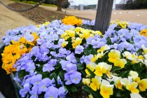 kadan_taiyonohiroba_260325_05