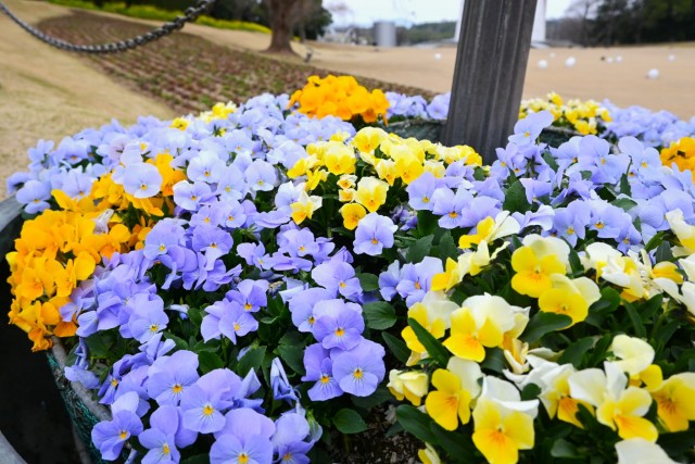 kadan_taiyonohiroba_260325_05