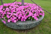 kadan_taiyonohiroba_260624_04
