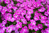 kadan_taiyonohiroba_260624_05