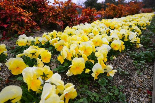 kadan_tmizunohiroba_260325_02