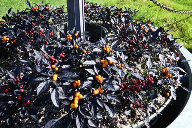 kadan_togarashi_251023_01