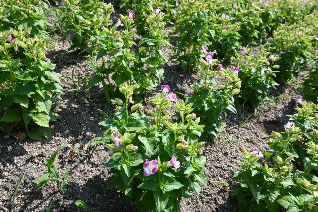 kadan_torenia_250730_01