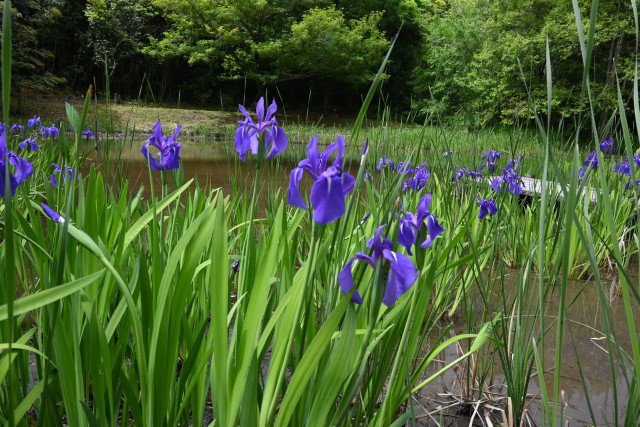 kakitsubata_250507_01