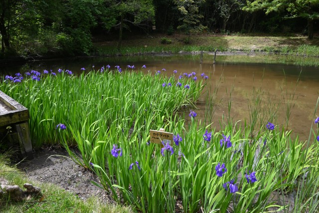 kakitsubata_250507_03