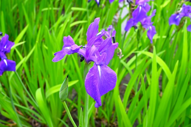 kakitsubata_250521_02