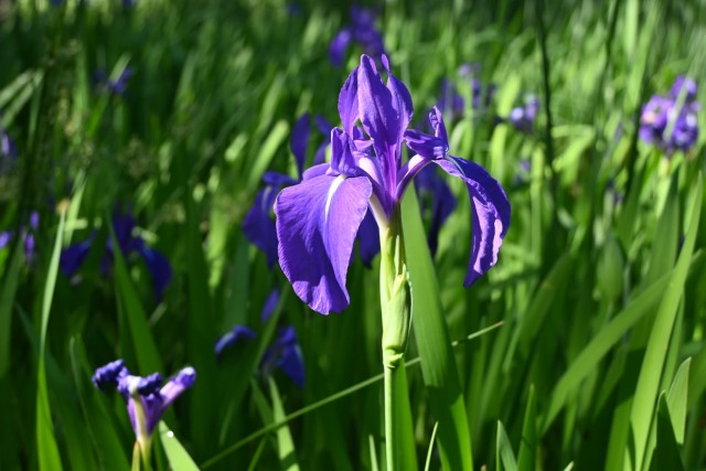 kakitsubata_260505_01