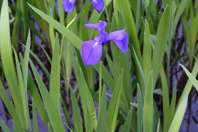 kakitsubata_260505_04