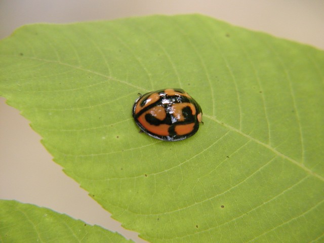 カメノコテントウ　昆虫を観察しよう