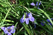 kanzakiayame_250219_02