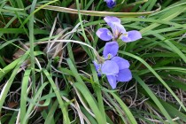 kanzakiayame_250307_02