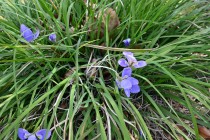 kanzakiayame_250307_03